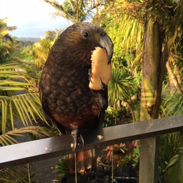 Nikau Apartments Waiheke Island Onetangi エクステリア 写真